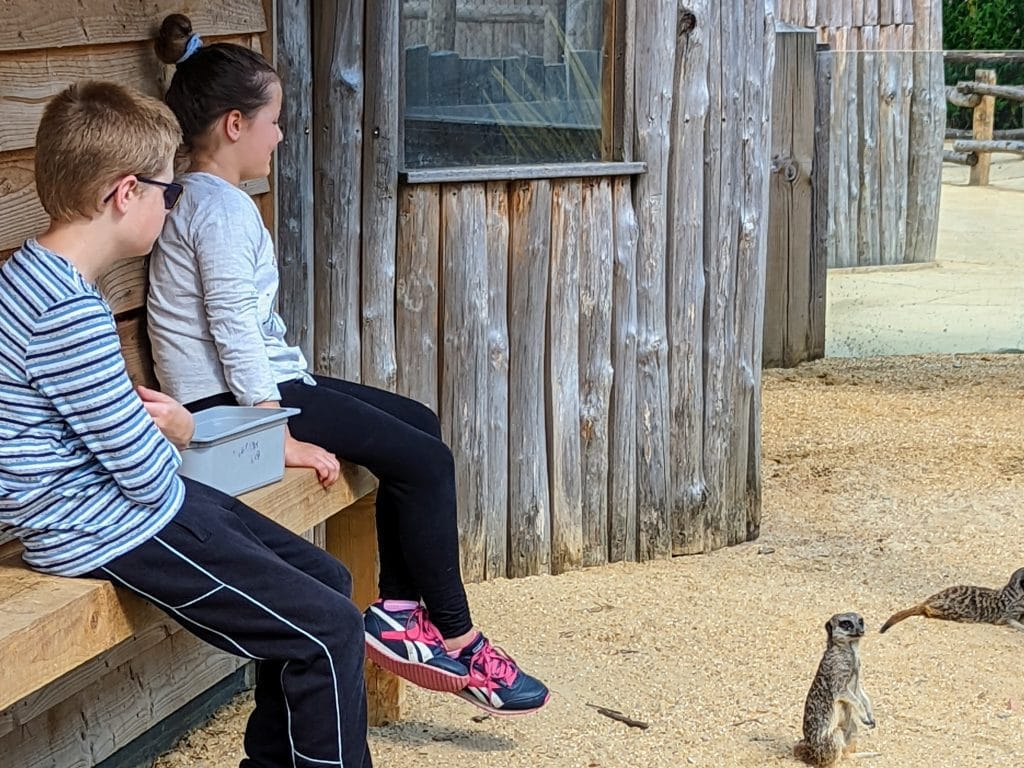 Day Out with the Kids, Knockhatch Adventure Park Review, East Sussex, frugal mum children, meerkat experience, buyagift