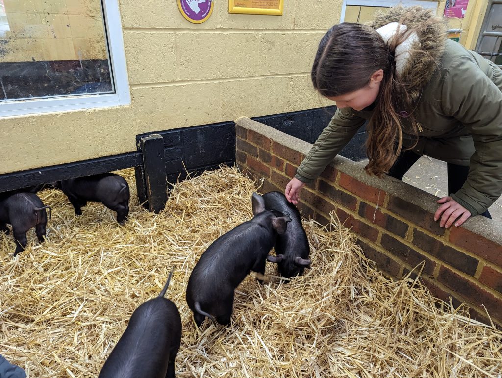 Kent with Kids, Rare Breeds Centre Review, Woodchurch, frugal mum guide, photo of child with pigs