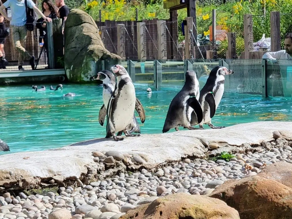 London with Kids, ZSL London Zoo Review - and discounts, frugal mum guide, photo of penguins