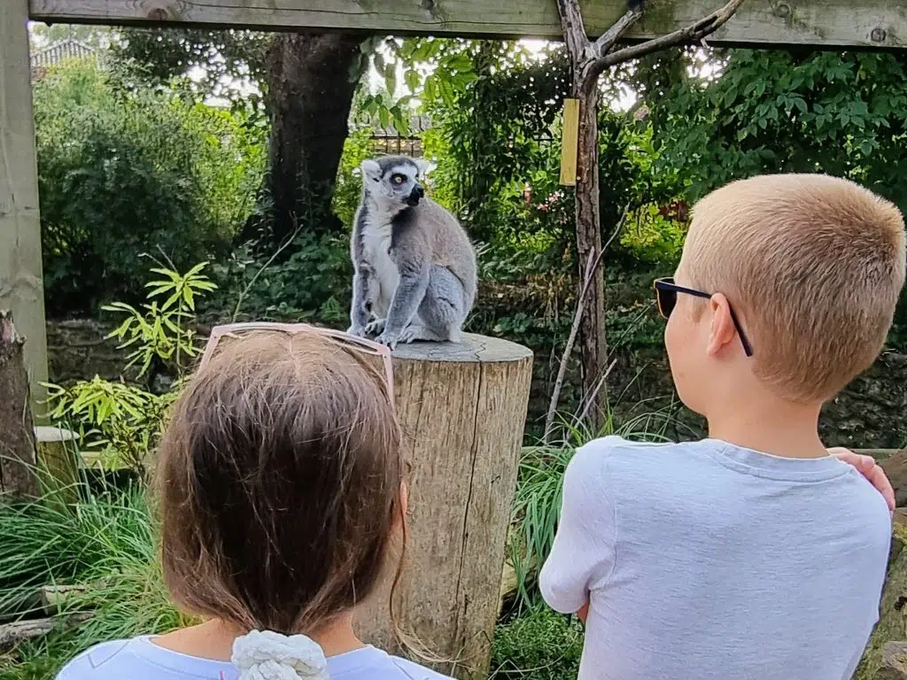 London with Kids, ZSL London Zoo Review - and discounts, frugal mum guide, photo of lemur and children