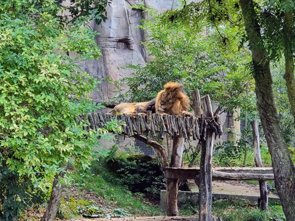 London with Kids, ZSL London Zoo Review - and discounts, frugal mum guide, photo of lion