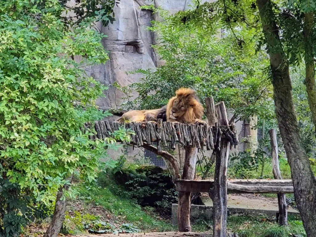 London with Kids, ZSL London Zoo Review - and discounts, frugal mum guide, photo of lion