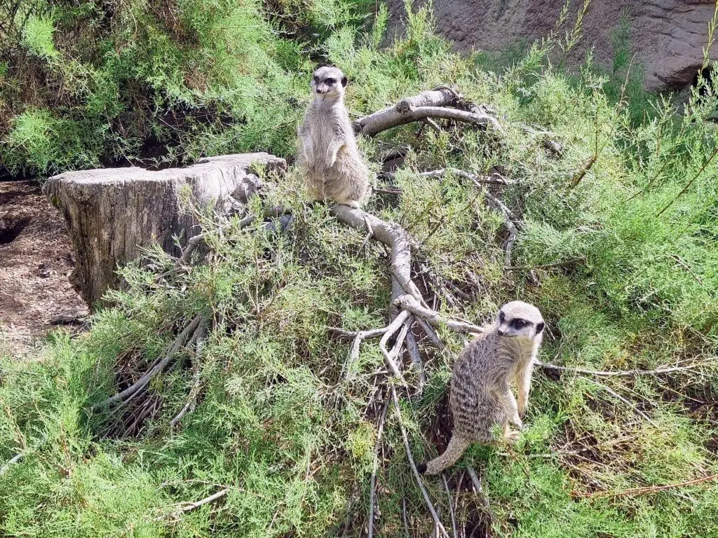London with Kids, ZSL London Zoo Review - and discounts, frugal mum guide, photo of lemurs
