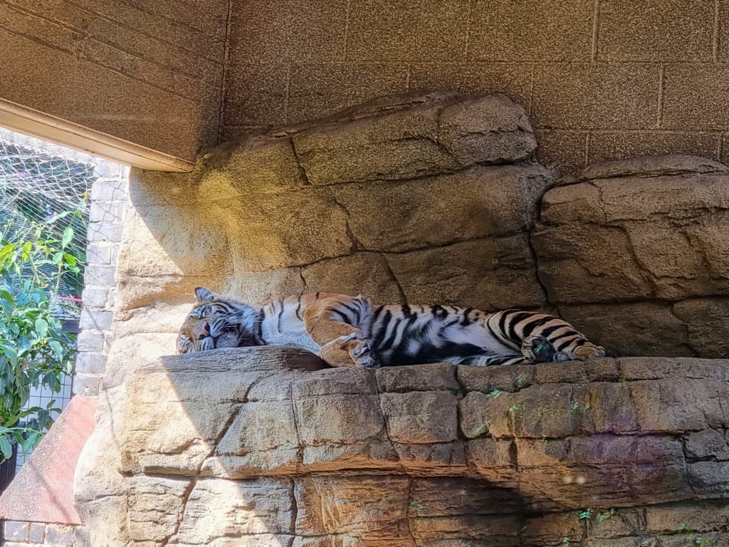 London with Kids, ZSL London Zoo Review - and discounts, frugal mum guide, photo of tiger sleeping