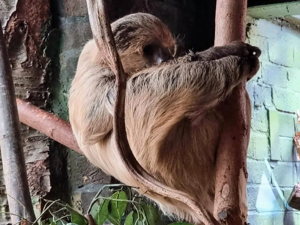  London with Kids, ZSL London Zoo Review - and discounts, frugal mum guide, photo of sloth