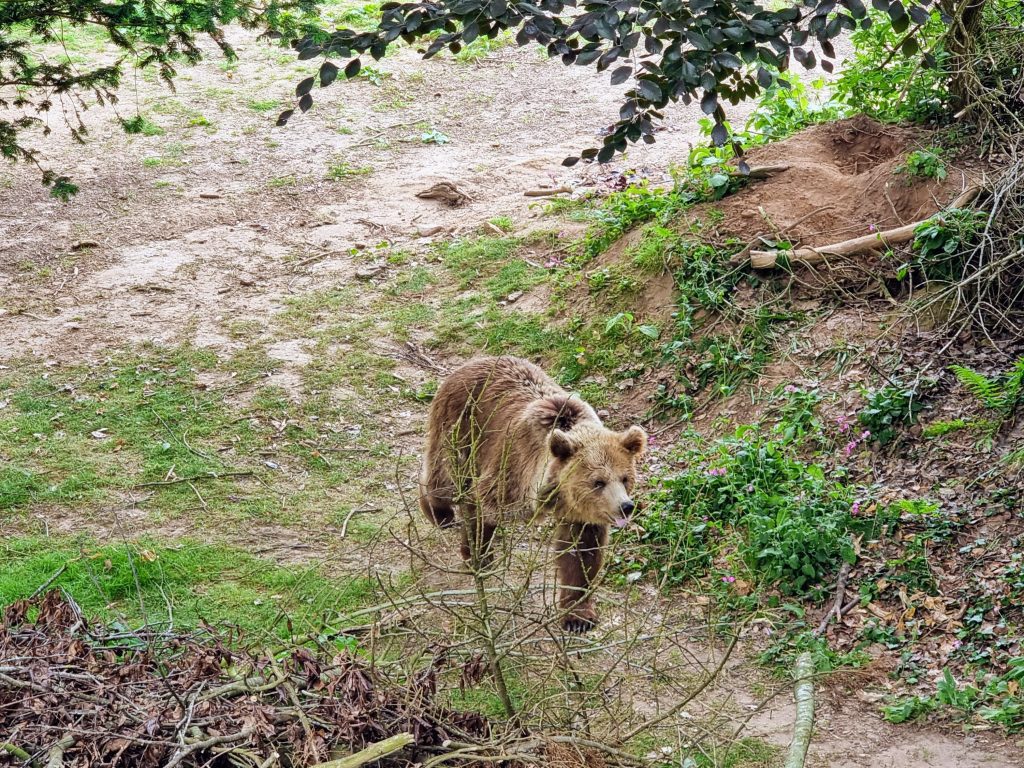 Devon with Kids, Wildwood Wildlife Park Review, frugal mum guide