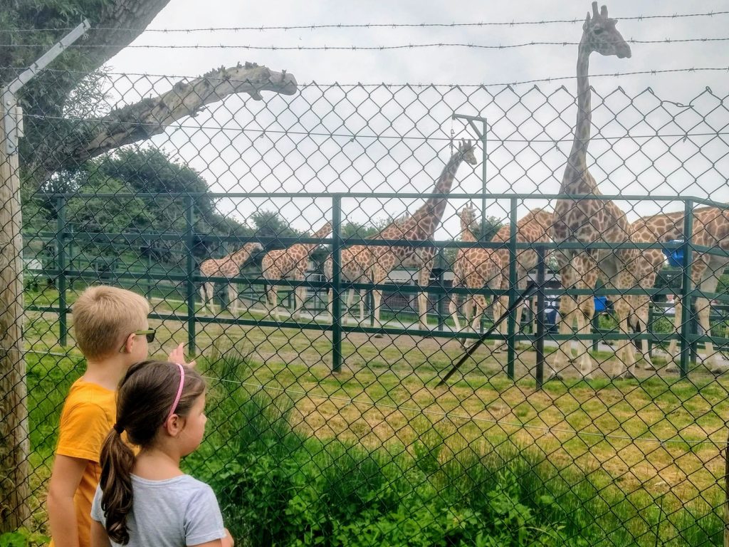 Free Day Out with the Kids, West Hythe river walk, zoo animals, nature walk, Kent, frugal mum children looking at giraffes