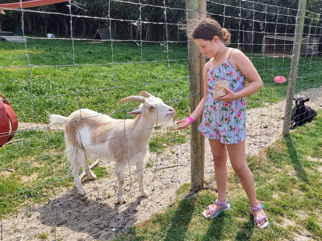 puxton park review photo, frugal mum child feeding goat