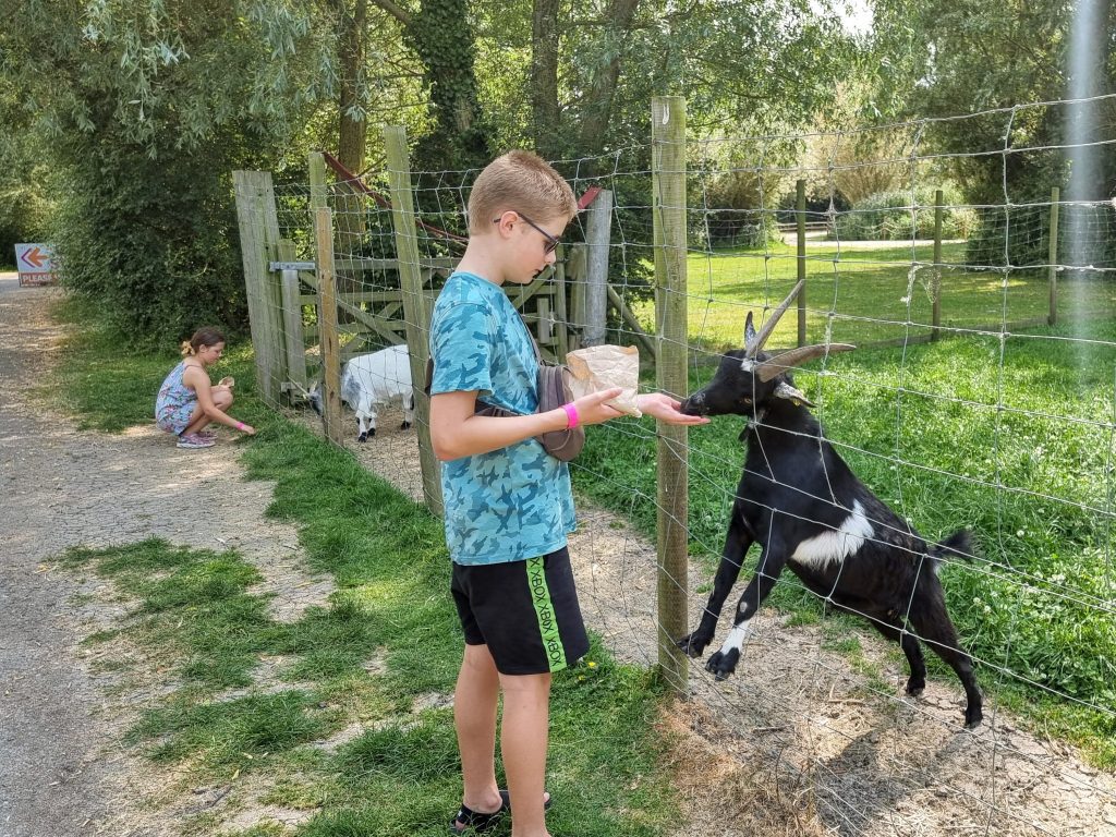 Somerset, Puxton Adventure Park review, frugal mum children photo of feeding animals