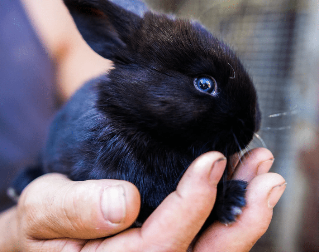 cheap days out with the kids, weekend, school holidays budget family fun guide, frugal mum, photo of bunny