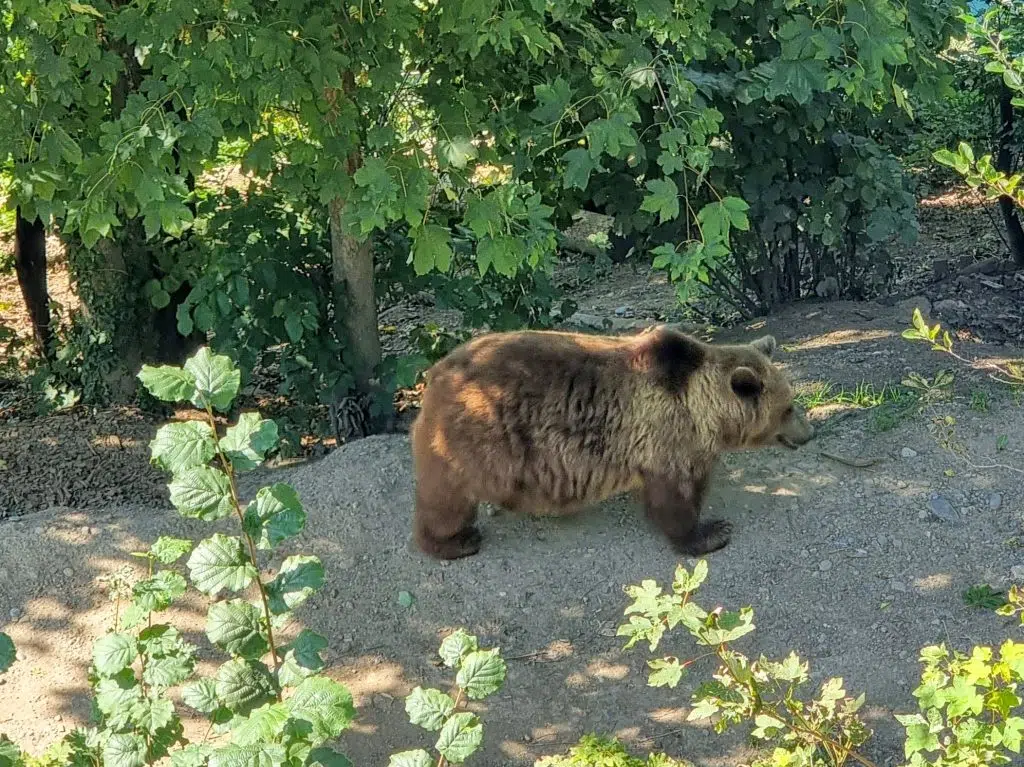 Switzerland with kids, budget itinerary for family day in city of Bern, photo of bear park sanctuary