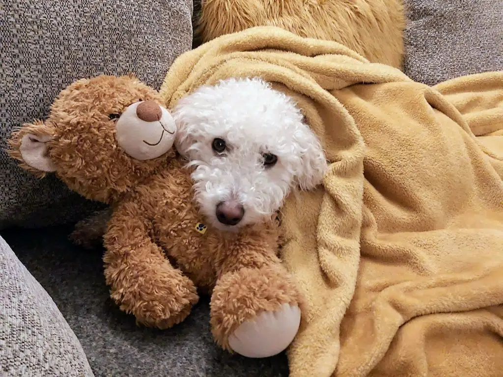 frugal mum photo of dog, trusted housesitters free travel family guide