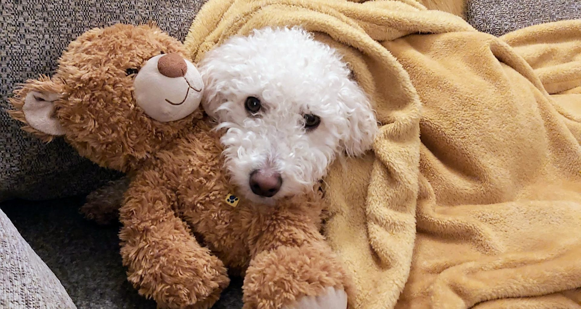 trusted housesitters family travel guide