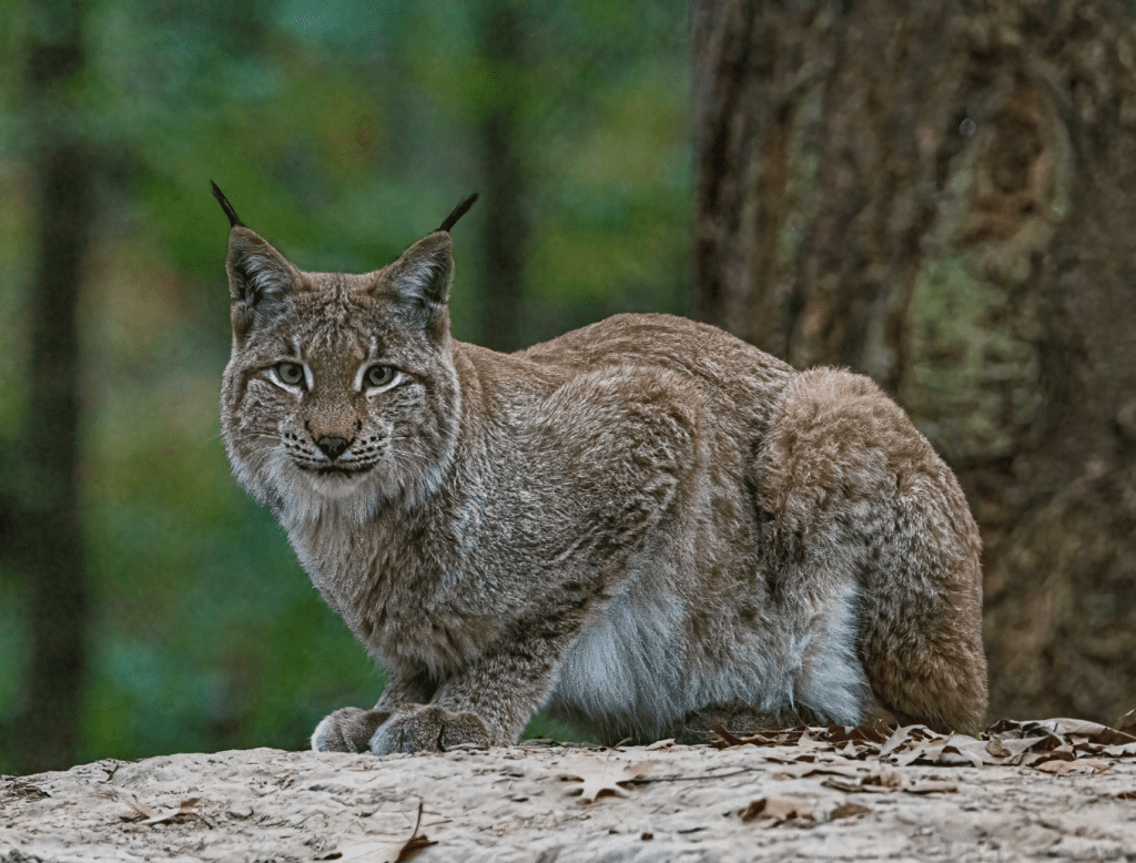 Eurocamp Holiday Review, Sportcamp Woferlgut, Zell am See, Austria, photo wild park lynx
