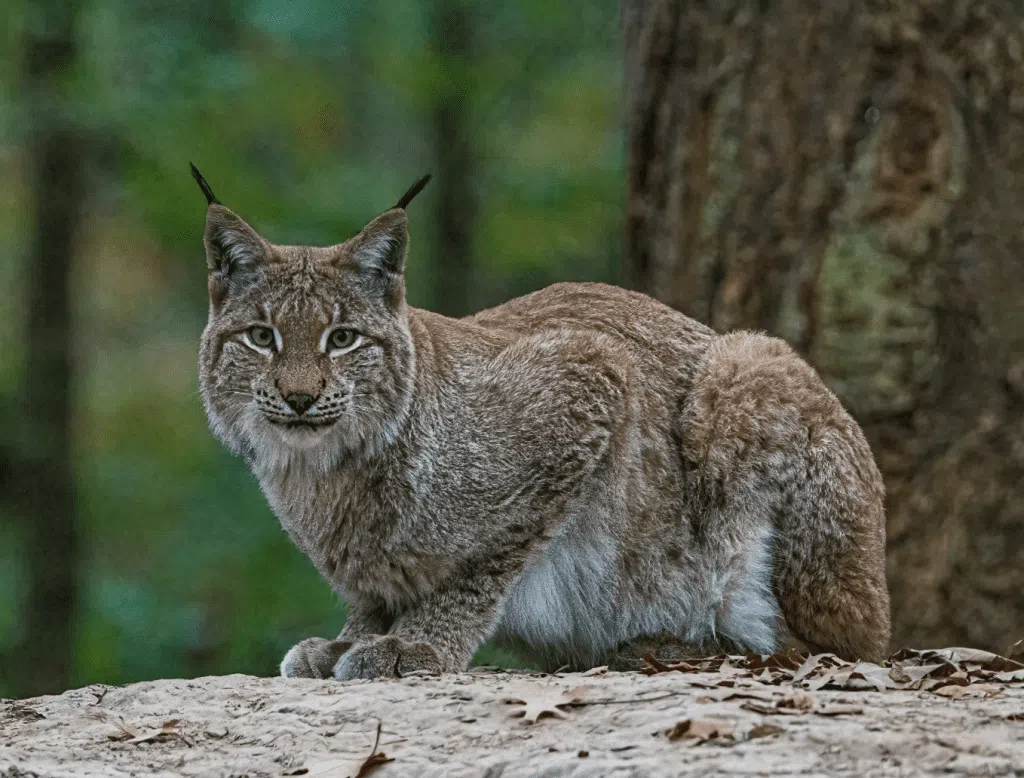 Eurocamp Holiday Review, Sportcamp Woferlgut, Zell am See, Austria, photo wild park lynx