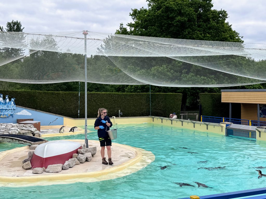 A family review and guide for Paultons Park & Peppa Pig World, frugal mum guide, photo of penguin feeding time