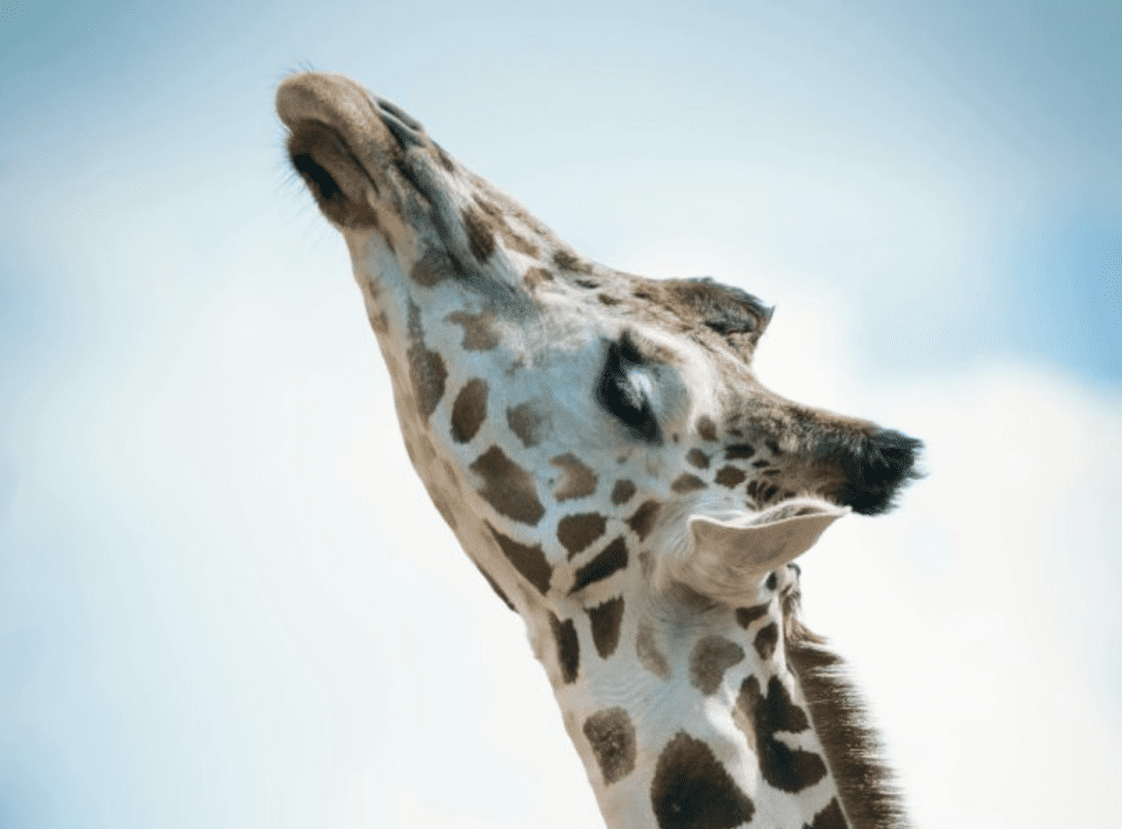 image of giraffe