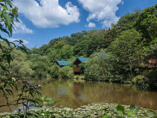 where to stay, the best holiday parks in Cornwall for kids, family holidays, frugal mum guide, uk staycation, photo of forest holidays deerpark