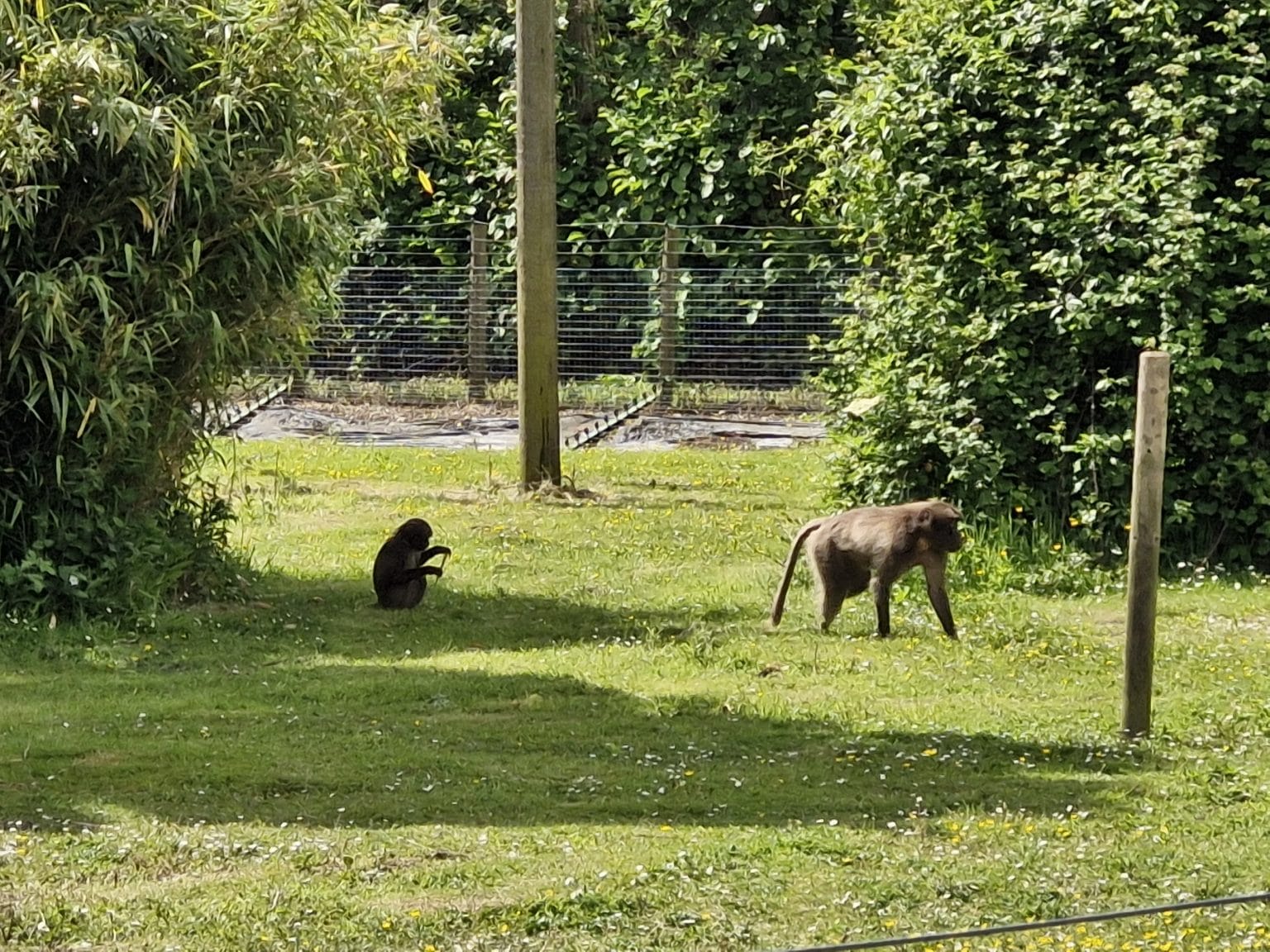 Kent with Kids: Howletts Wild Animal Park Review