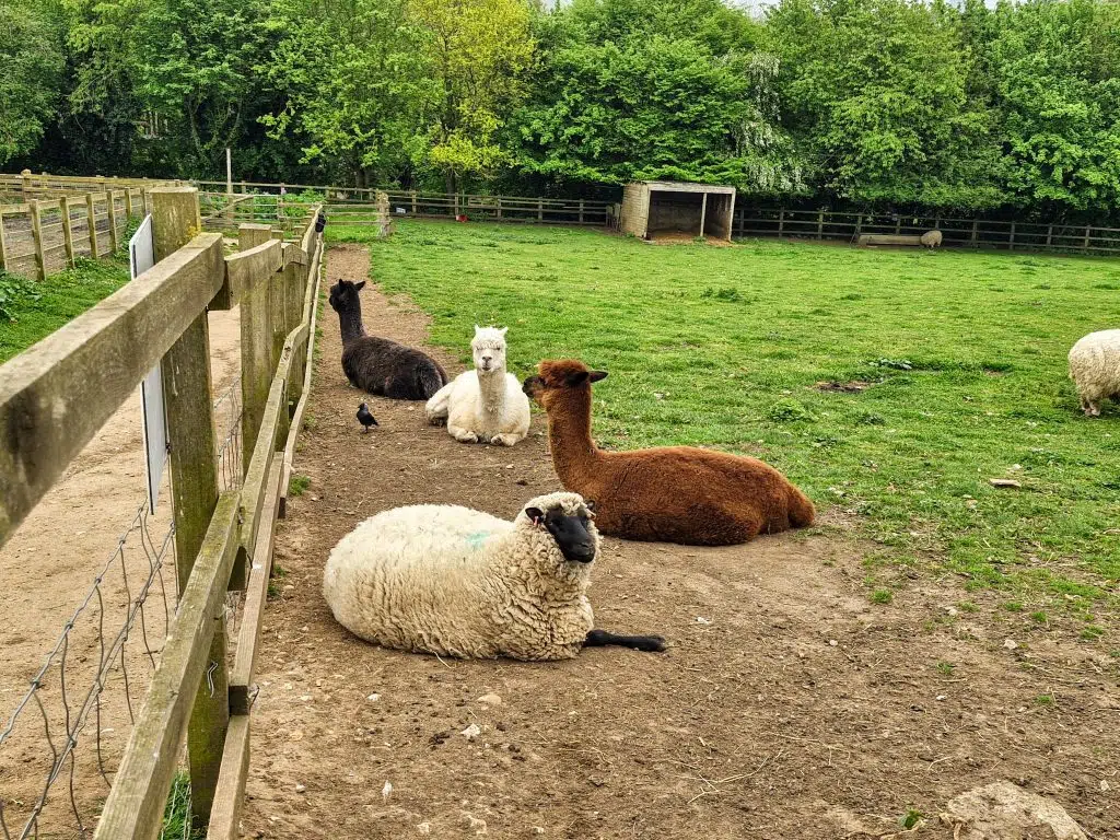 Kent with Kids, Kent Life Farm Park Review, Maidstone, frugal mum guide, photo of animals