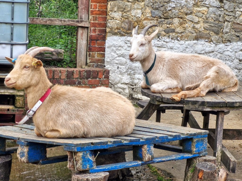 Kent with Kids, Kent Life Farm Park Review, Maidstone, frugal mum guide, photo of goats