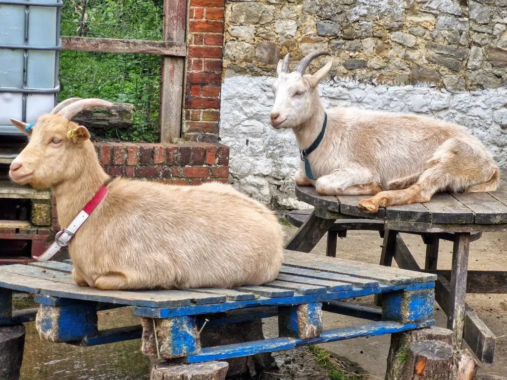 Kent with Kids, Kent Life Farm Park Review, Maidstone, frugal mum guide, photo of goats