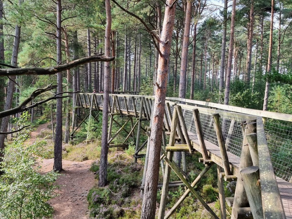 The Ultimate Guide to visiting Moors Valley Country Park with kids, frugal mum travel guide, photo of treetop walkway