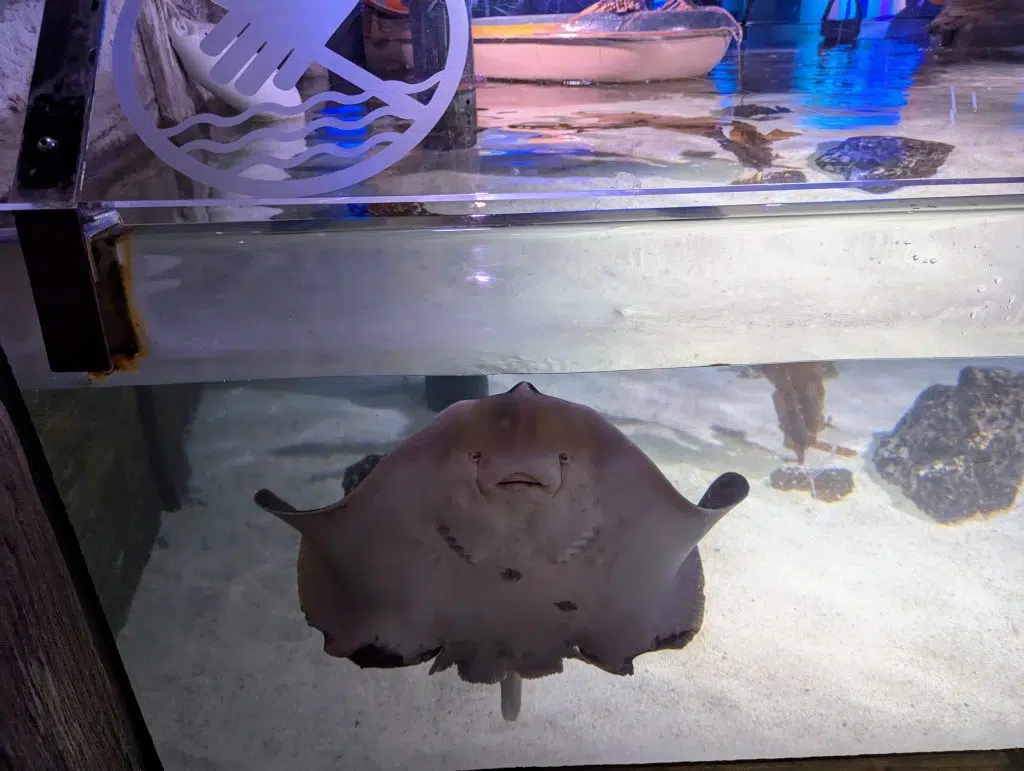 SEA LIFE London Aquarium Review and money-saving tips, frugal mum guide, photo of sting ray