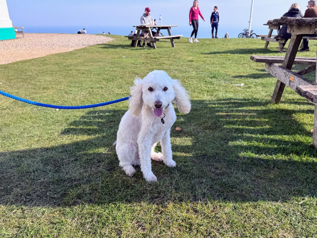 Kent with Kids, The National Trust White Cliffs of Dover Walk, frugal mum guide, photo of picnic area at lighthouse with dog