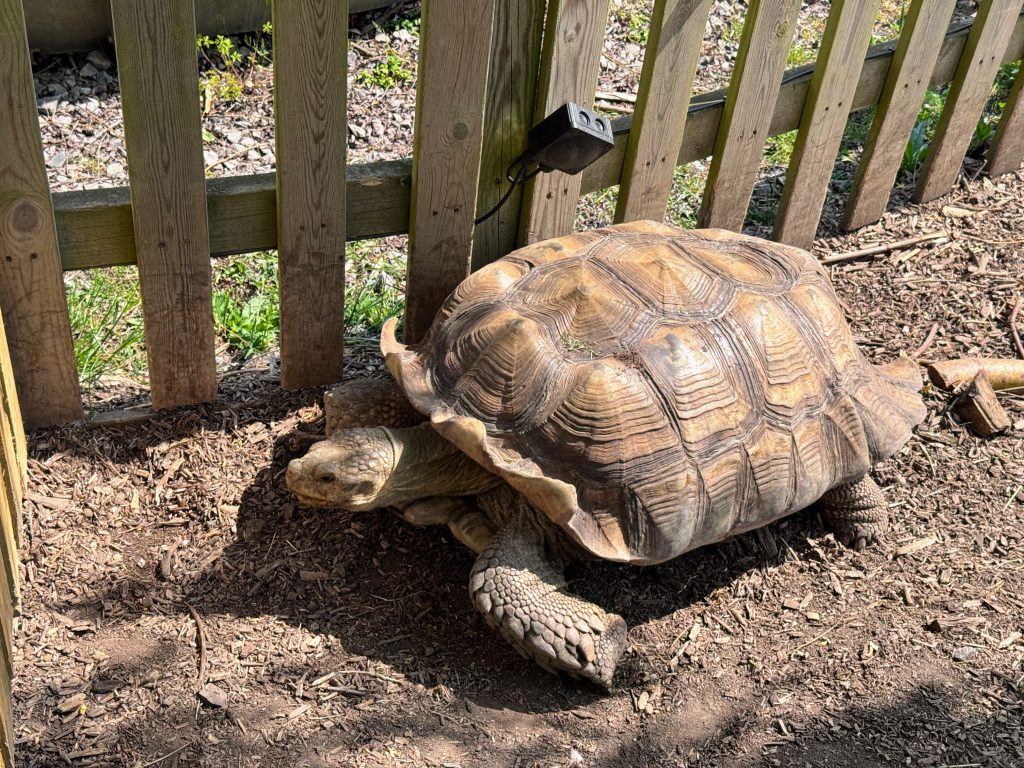 The Ultimate Family Guide for Chessington World of Adventures, frugal mum day out guide, london, photo of giant tortoise
