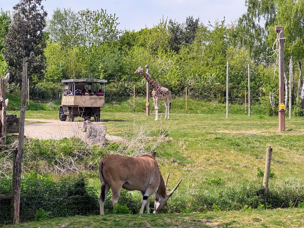 The Ultimate Family Guide for Chessington World of Adventures, frugal mum day out guide