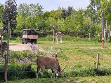 The Ultimate Family Guide for Chessington World of Adventures, frugal mum day out guide