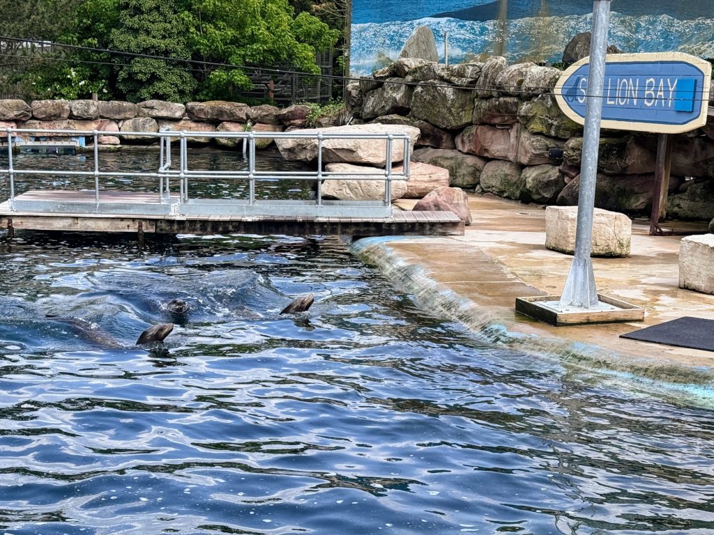 The Ultimate Family Guide for Chessington World of Adventures, frugal mum day out guide, london, photo of sea lions
