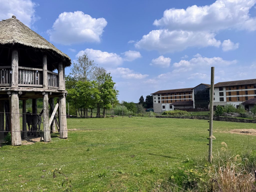 Chessington Resort Guide, is the Safari or Azteca hotel better, frugal mum review, photo of Wanyama animal reserve zebra