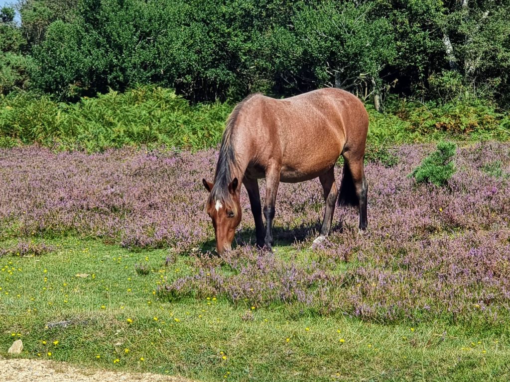 New Forest with Kids, best family holiday parks, frugal mum guide, photo of wild horse