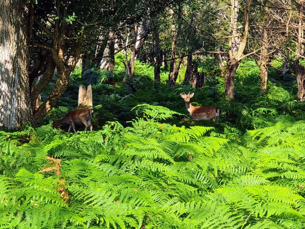 The 10 best things to do in Hampshire and the New Forest with kids, frugal mum travel guide, photo of new forest deer