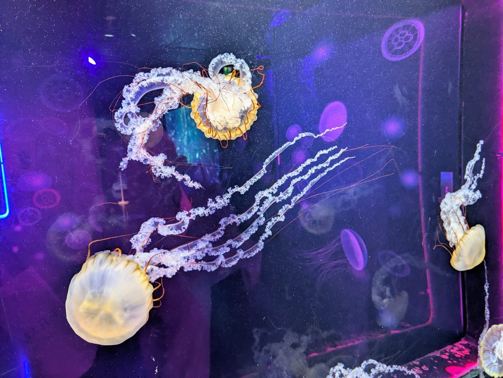 SEA LIFE London Aquarium Review and money-saving tips, frugal mum guide, photo of jelly fish
