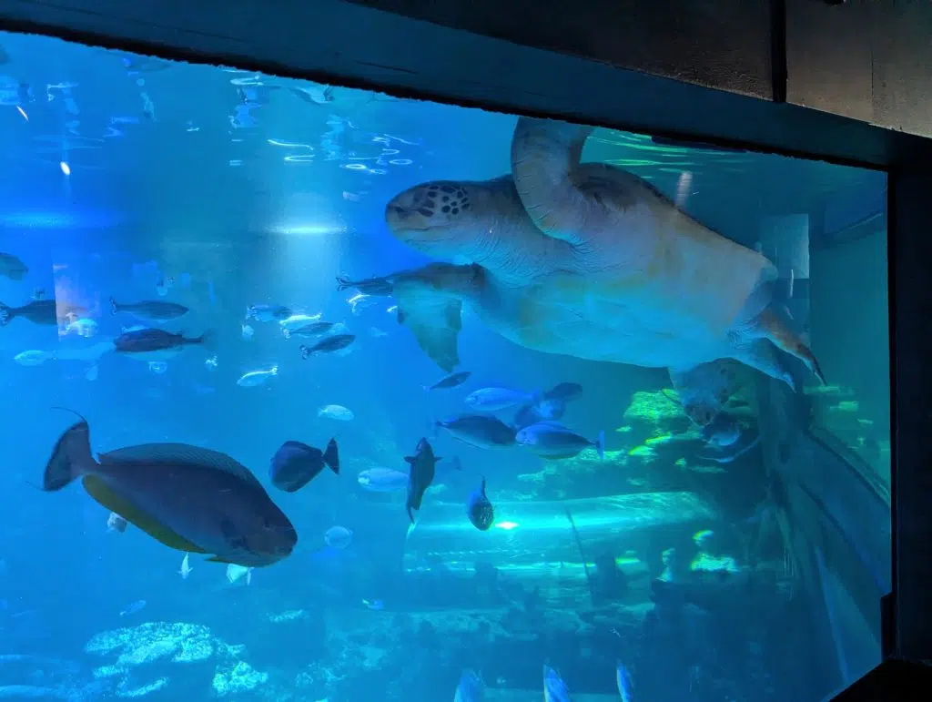 SEA LIFE London Aquarium Review and money-saving tips, frugal mum guide