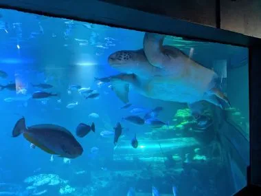 SEA LIFE London Aquarium Review and money-saving tips, frugal mum guide