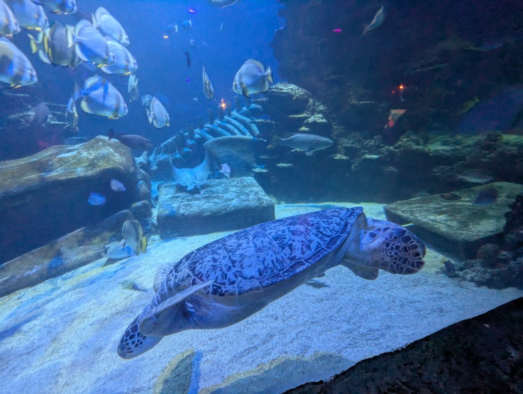 SEA LIFE London Aquarium Review and money-saving tips, frugal mum guide, photo of giant turtle