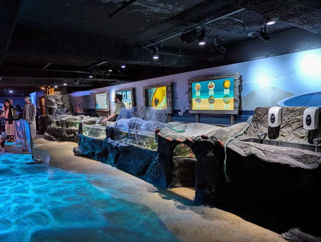 SEA LIFE London Aquarium Review and money-saving tips, frugal mum guide, photo of interactive rockpool area