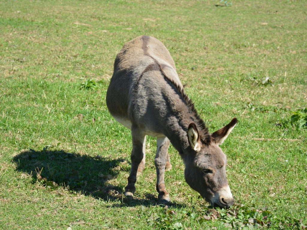 The 5 best FREE things to do on the Isle of Wight with kids, frugal mum travel guide, family itinerary of free days out, photo of donkey