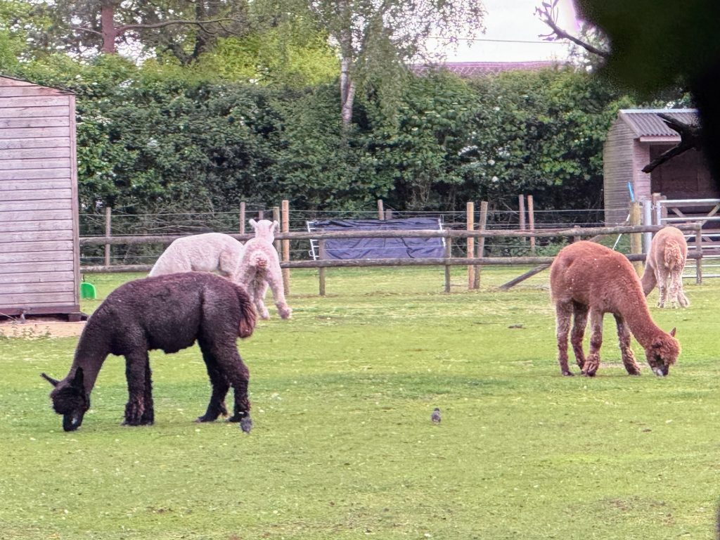 New Forest with Kids, Away Resorts Sandy Balls Holiday Village Park Review, frugal mum guide, photo of alpacas