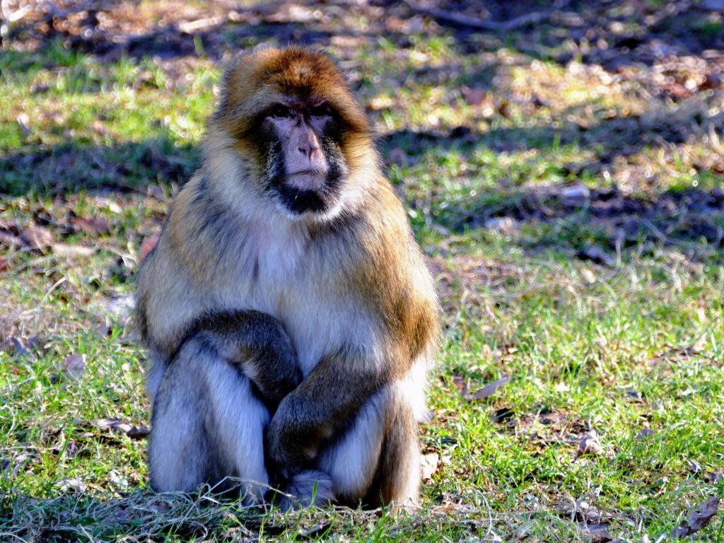 The 10 best things to do in the Dordogne with kids, frugal mum travel guide, photo of monkey