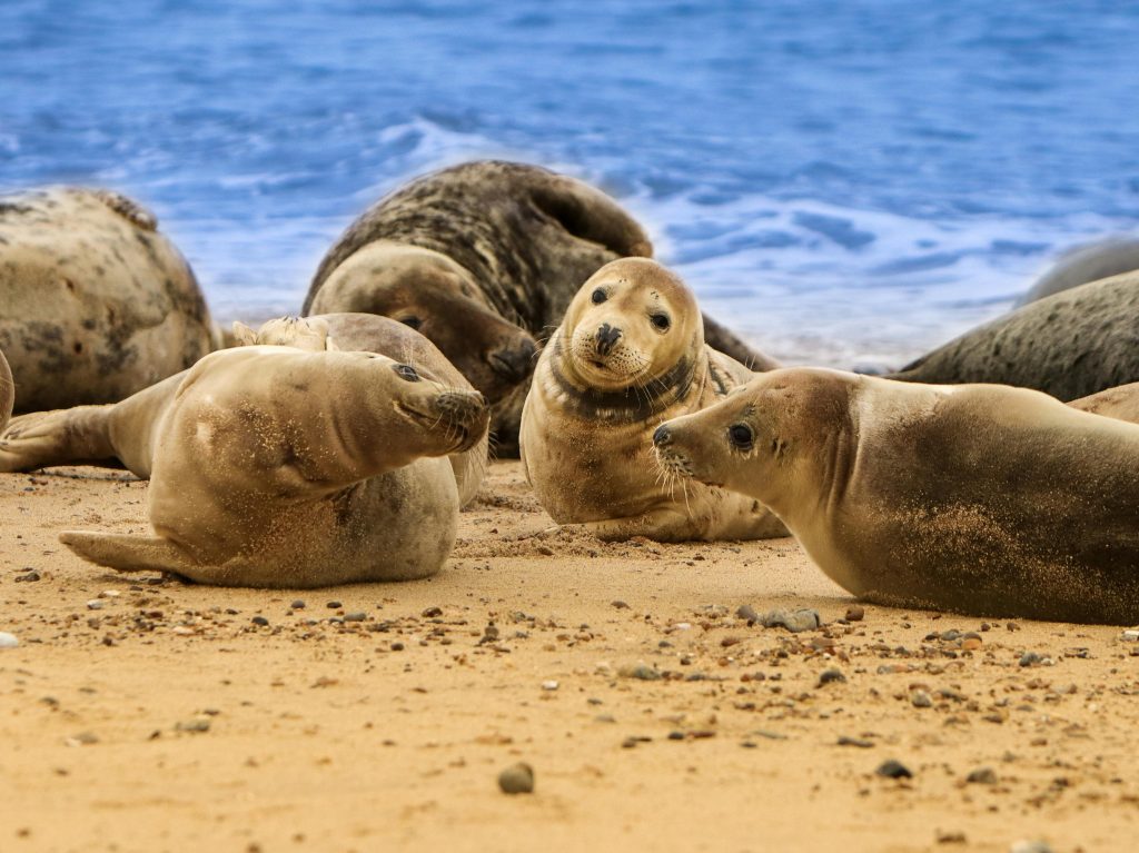 The 10 best things to do in Norfolk with kids, frugal mum travel guide, photo of grey seals