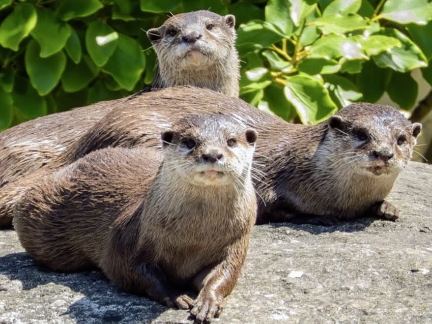 Best Things to Do in Cornwall with Kids, frugal mum travel guide, photo of paradise park