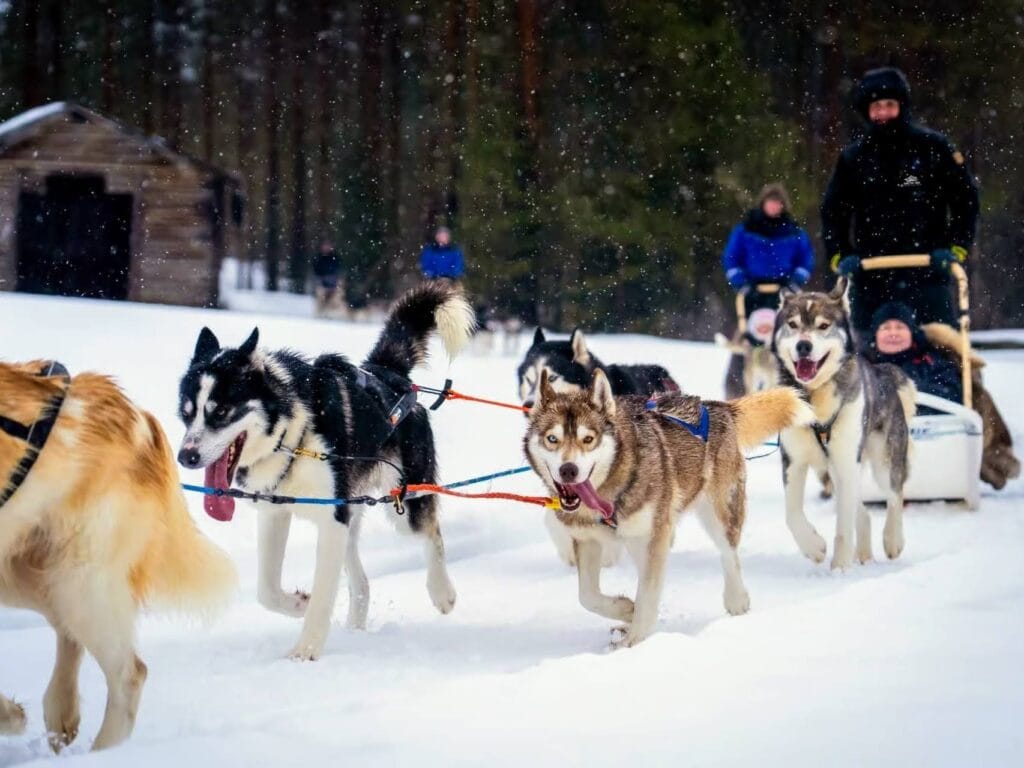 Husky Safaris in Rovaniemi which one is worth it, frugal mum travel guide, image of husky tour