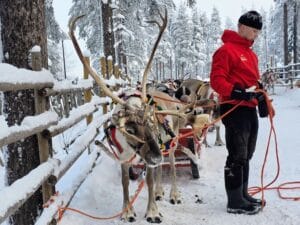 How much does a Lapland trip cost for a family of four, frugal mum travel guide