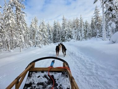 Husky Safaris in Rovaniemi which one is worth it, frugal mum travel guide