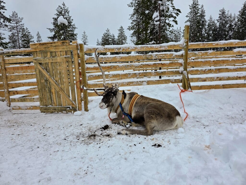The best reindeer sleigh rides in Rovaniemi for families, frugal mum travel guide, photo of reindeer at lapland winter park